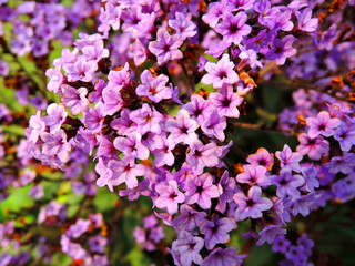 Purple lilac flowers