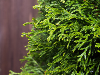 Thuja tree branches against wooden background