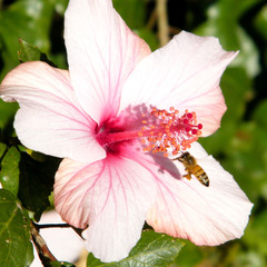 Or Yehuda pink Hibiscus 2011