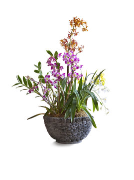 Orchids floral arrangement  in pot on white background.