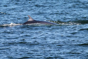 Fototapeta premium Minke Whale Surfacing