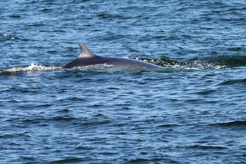 Minke Whale Surfacing