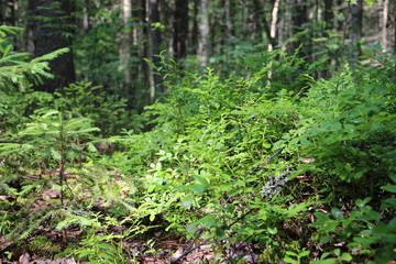 Obraz premium Blueberries in forest