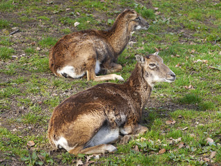 Mouflon doe resting in the grass