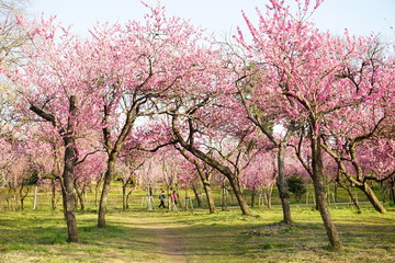 Fototapeta premium 桃の花