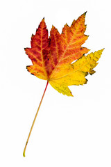 Three-color leaf isolated on white background