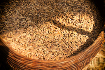 paddy riceberry seed