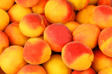 Apricot, close up
