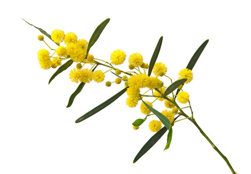 Fototapeta Close up of Acacia saligna
