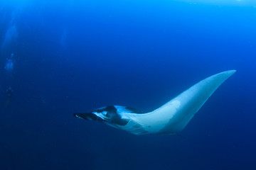 Manta Ray and scuba divers