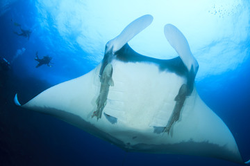 Manta Ray and scuba divers