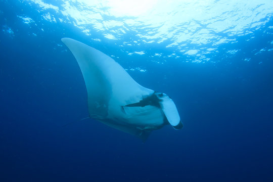 Manta Ray