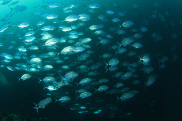 Obraz premium Tuna fish