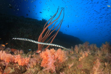 Banded Sea Snake underwater on coral reef