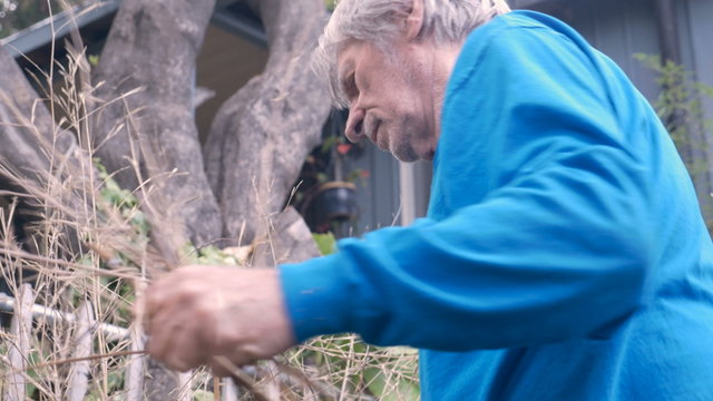 Hand Held Of An Active Senior Pruning A Bush With A Sheers