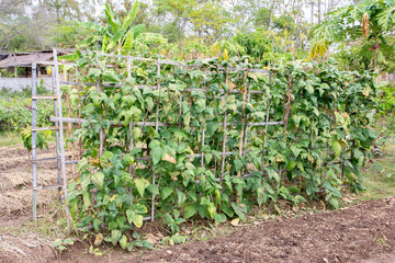 Bamboo arbor with creeper lentils plant in field,Bamboo pergola