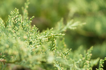 Thuja tree branches closeup