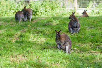 Naklejka na ściany i meble Red-necked wallaby on grass