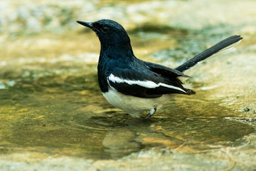 Fototapeta premium The Oriental Magpie Robin.