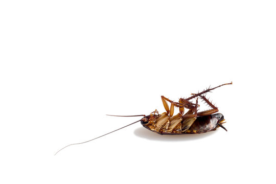 Dead cockroaches isolate on white background