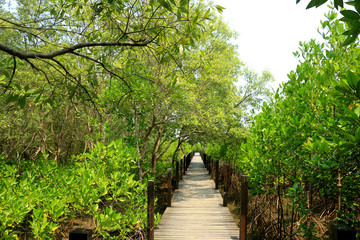 Fototapeta na wymiar Footpath on the mangrove forest