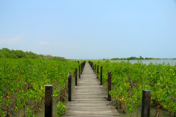 Footpath on the mangrove forest