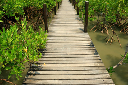 Footpath on the mangrove forest © wacharaklin