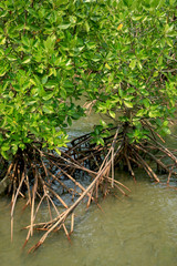 mangrove forest