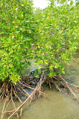 mangrove forest