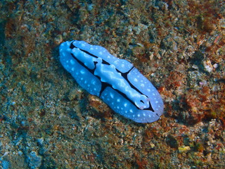 True sea slug, Island Bali