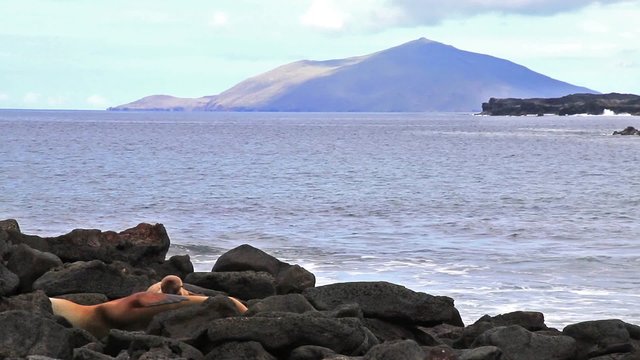 Galapagos sea lions resting on rocks at Chinese Hat island in Galapagos National Park, Ecuador