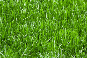 Grass