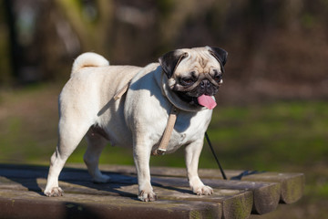 Pug dog
