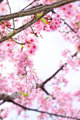 Cherry blossoms
