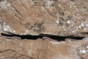 Eidechse - lizard