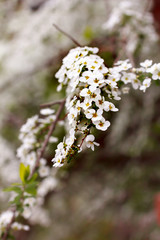 Spiraea thunbergii
