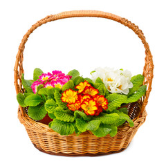 Fototapeta na wymiar primrose in a basket isolated on white background