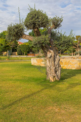 Olive tree town park Kiti Larnaca Cyprus