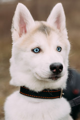 Curious Young Funny White Husky Puppy Dog With Blue Eyes