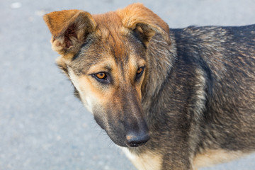 Head of domestic dog