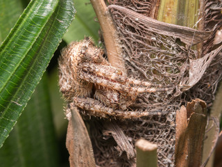 spider