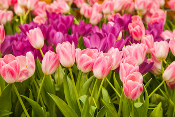 beautiful tulips