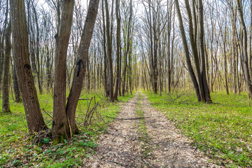 Hiking trail in the forest