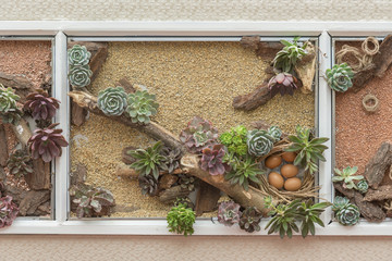 succulent flowers decoration on wall