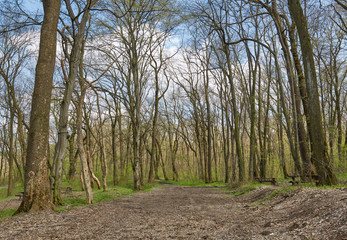 Hornbeam forest