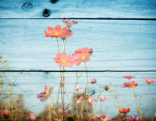 pink color of cosmos flower field on wooden texture background.