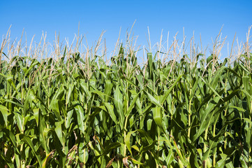 Obraz premium Cornfields in the plain of the River Esla, in Leon Province, Spain