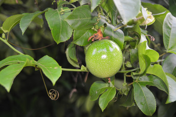 passion fruit on the vine.