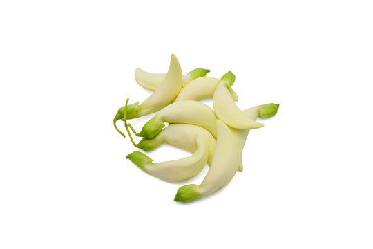 White agasta on white background