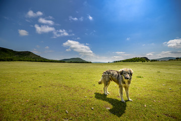 Naklejka premium Dog that looks directly into the camera in the wild